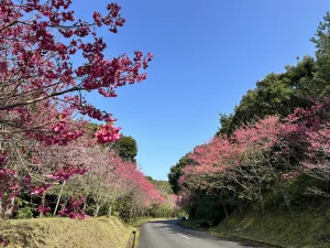 ブログの画像